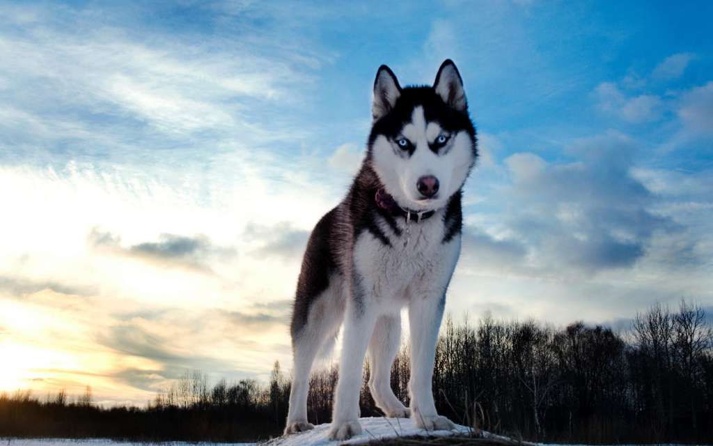 http://www.lovethispic.com/uploaded_images/236934-Siberian-Husky.jpg