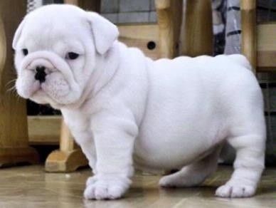 adorable bulldog puppies