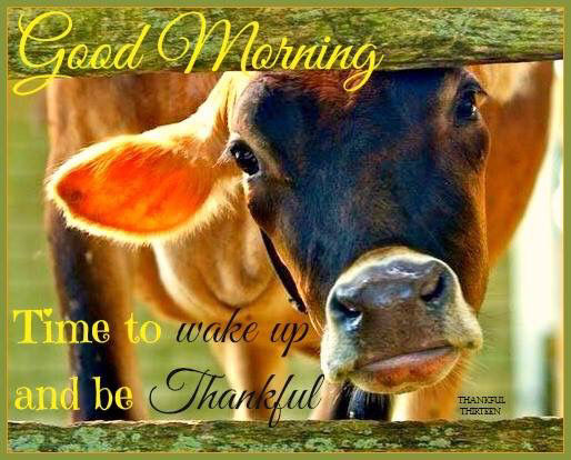 Good Morning Time To Wake Up And Be Thabkful Pictures, Photos, and