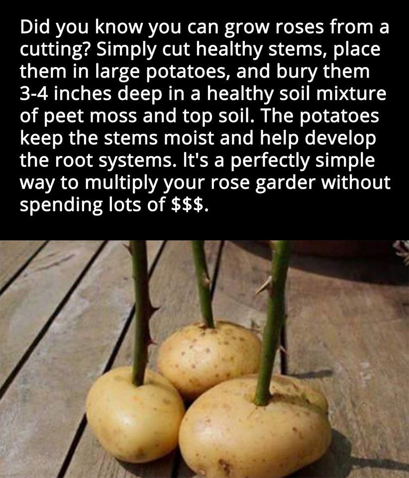 Grow Roses In Potatoes Pictures, Photos, and Images for Facebook