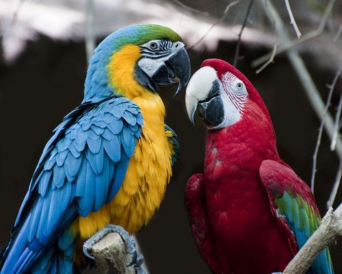 Colorful Parrots Pictures, Photos, and Images for Facebook ...