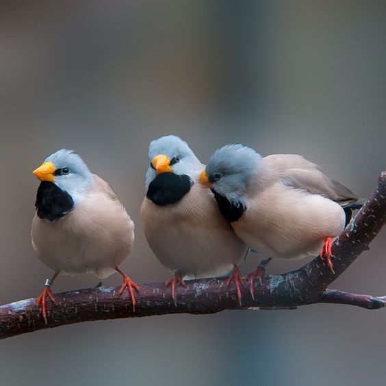 Finches Pictures, Photos, and Images for Facebook, Tumblr, Pinterest