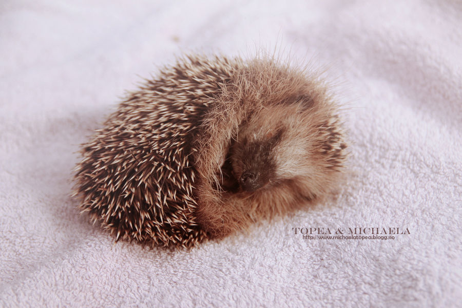 Sleeping Hedgehog Pictures, Photos, and Images for Facebook, Tumblr