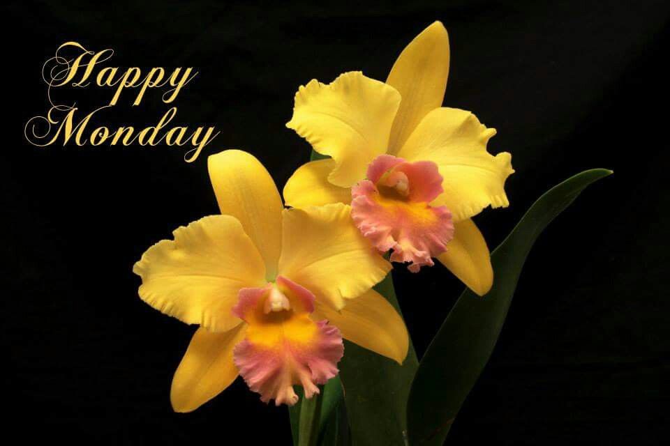 happy-monday-pictures-photos-and-images-for-facebook-tumblr