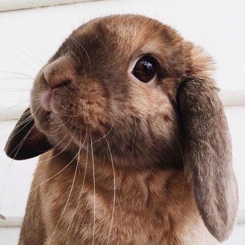 Brown Rabbit Pictures, Photos, and Images for Facebook, Tumblr