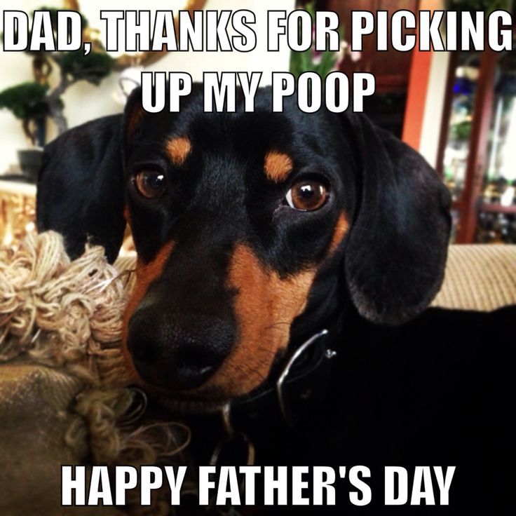 Dad Thanks For Picking Up My Poop Pictures, Photos, and Images for