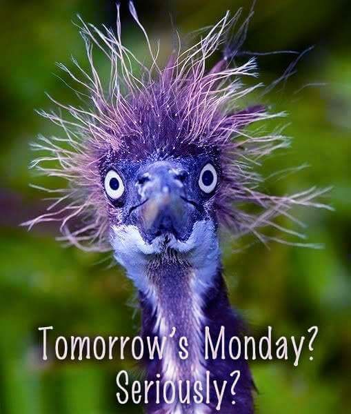 Tomorrows Monday?? Seriously? Pictures, Photos, and Images for Facebook