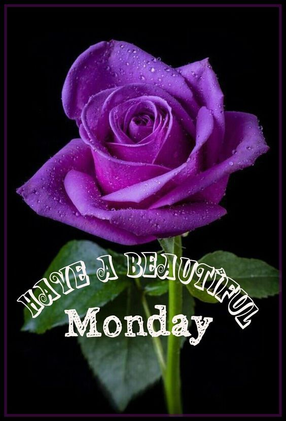 Have A Beautiful Monday Pictures, Photos, and Images for Facebook