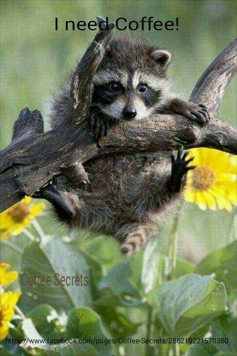 I Need Coffee! Pictures, Photos, and Images for Facebook, Tumblr