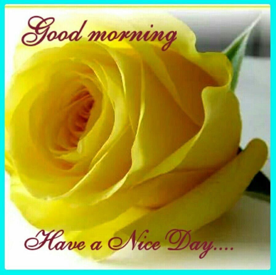 Good Morning, Have A Nice Day Pictures, Photos, and Images for Facebook, Tumblr, Pinterest, and