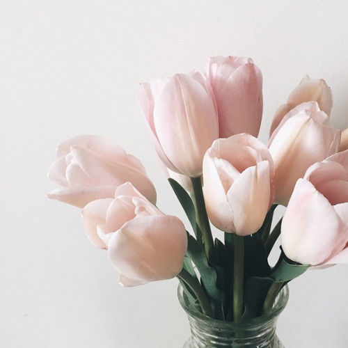 Light Pink Tulips Pictures, Photos, and Images for 