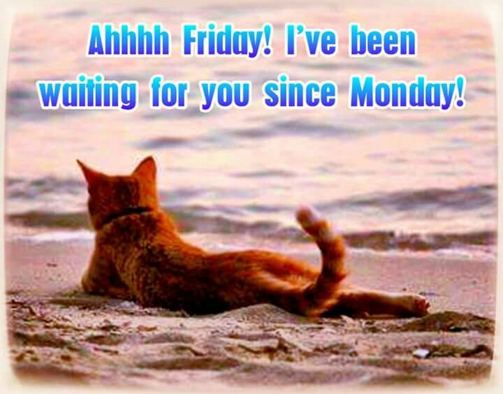 I Ve Been Waiting For You Ahhh Friday! I've Been Waiting For You Since Monday! Pictures, Photos