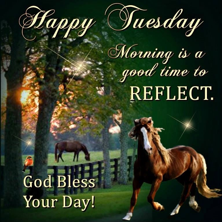 Happy Tuesday, Morning Is A Good Time To Reflect Pictures, Photos, and