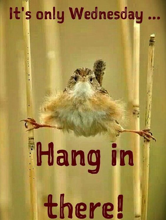 It's Only Wednesday...Hang In There! Pictures, Photos, and Images for