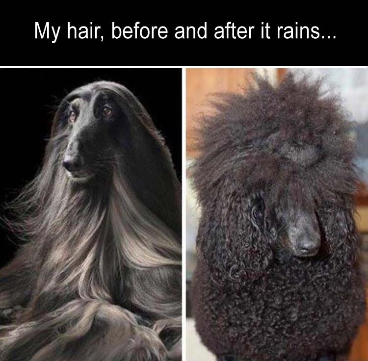 My Hair, Before And After It Rains... Pictures, Photos, and Images for