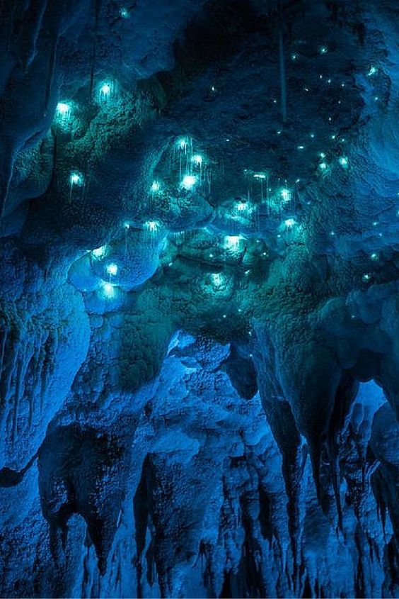 Glow Worm Caves In New Zealand Pictures, Photos, and Images for