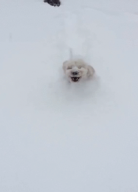 Dog Running Through The Snow Pictures, Photos, and Images for Facebook