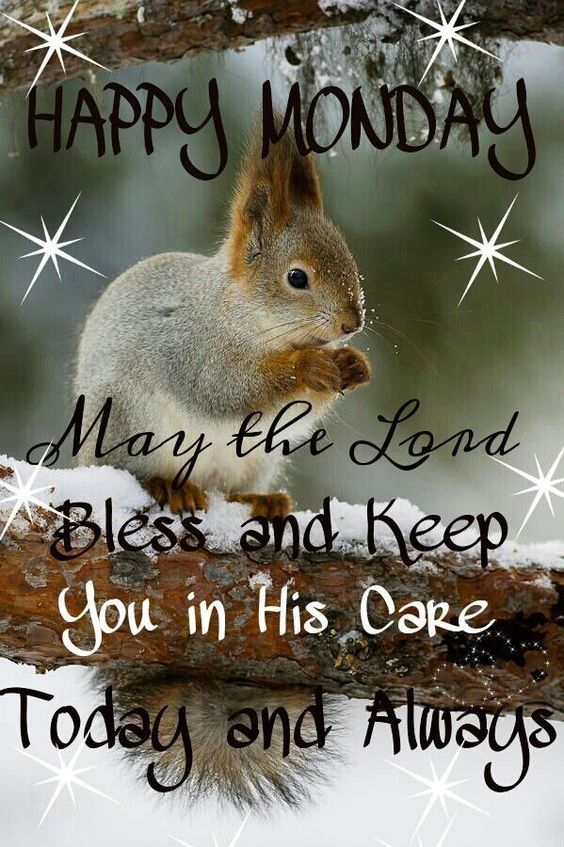 Squirrel Happy Monday Pictures, Photos, and Images for