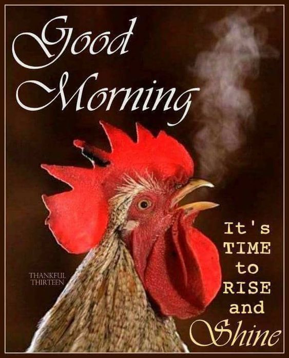 Red Rooster Good Morning Pictures, Photos, and Images for Facebook