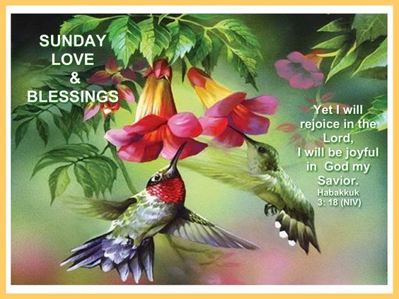 Hummingbird Sunday Love & Blessings Pictures, Photos, and Images for