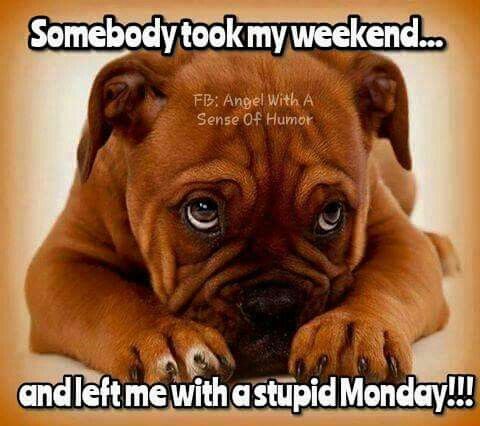 Somebody Took My Weekend And Left Me With A Stupid Monday Pictures