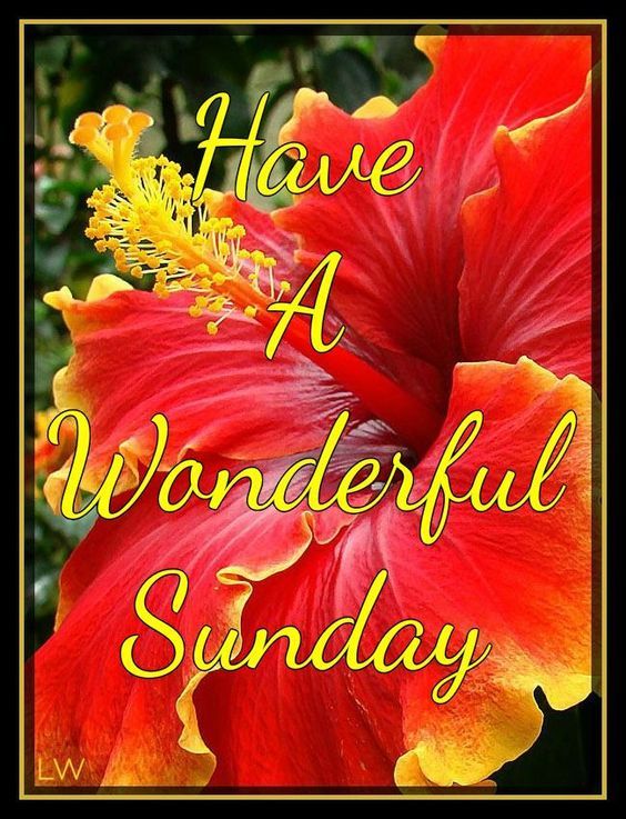 Floral Wonderful Sunday Pictures, Photos, and Images for Facebook