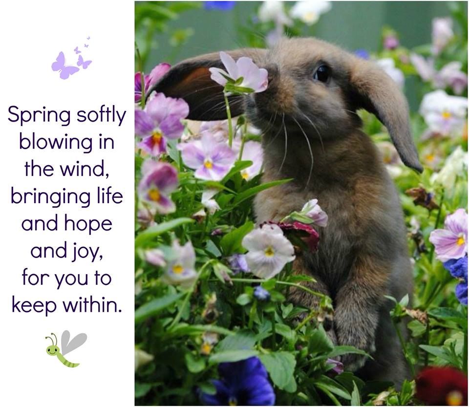 Spring Is In The Wind Pictures, Photos, and Images for Facebook, Tumblr