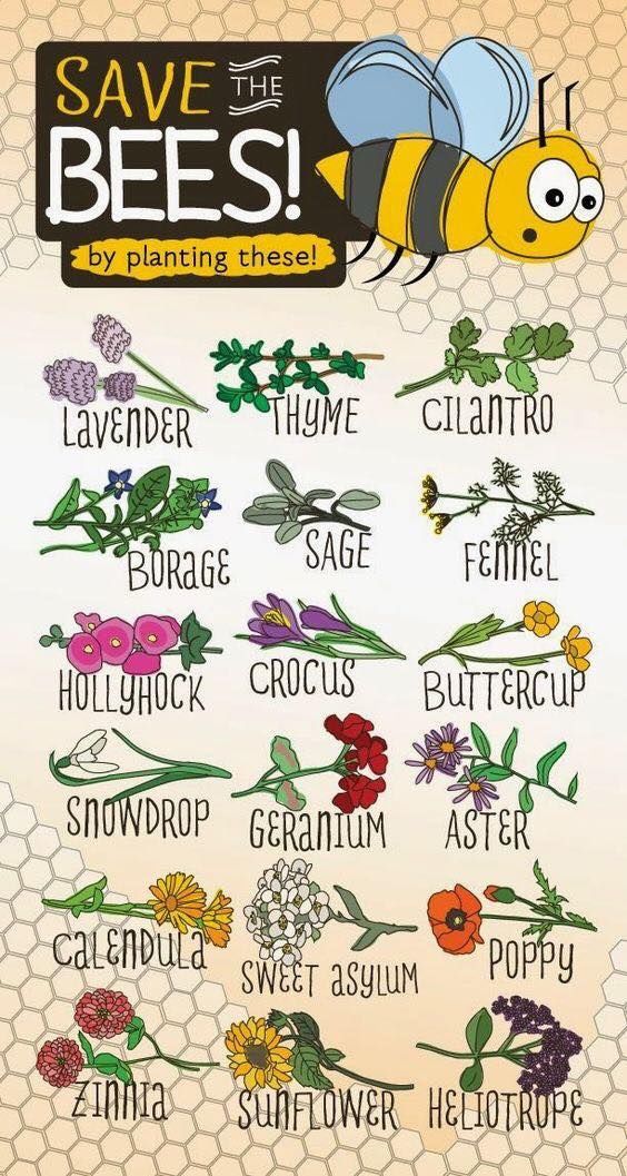 Save The Bees By Planting These Plants, Flowers & Herbs Pictures, Photos, and Images for