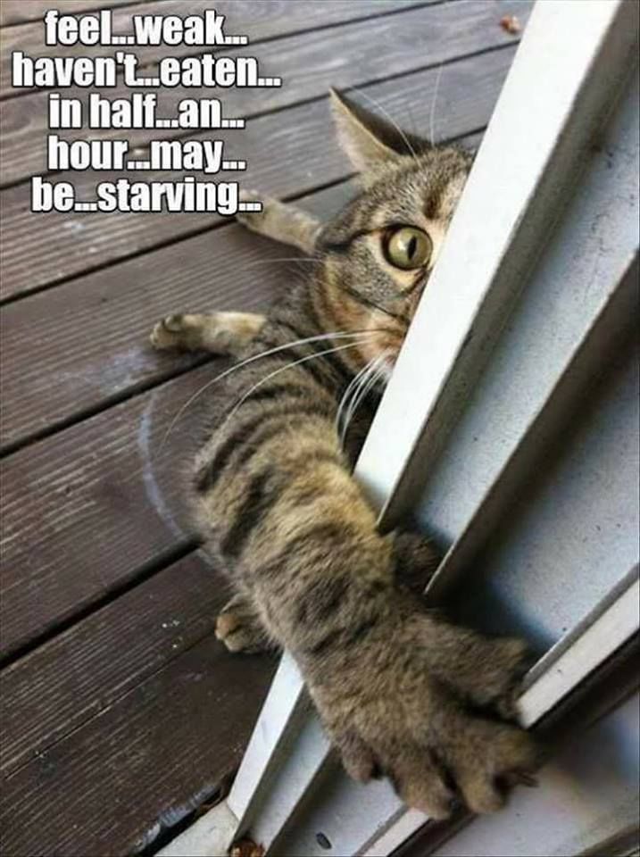 Feel...weak...haven't...eaten...in Half...an...hour...may...be