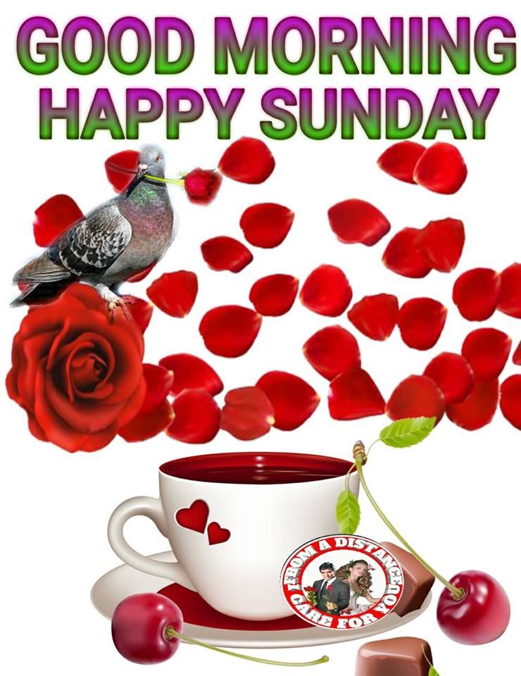 Rose Happy Sunday Good Morning Pictures, Photos, and Images for