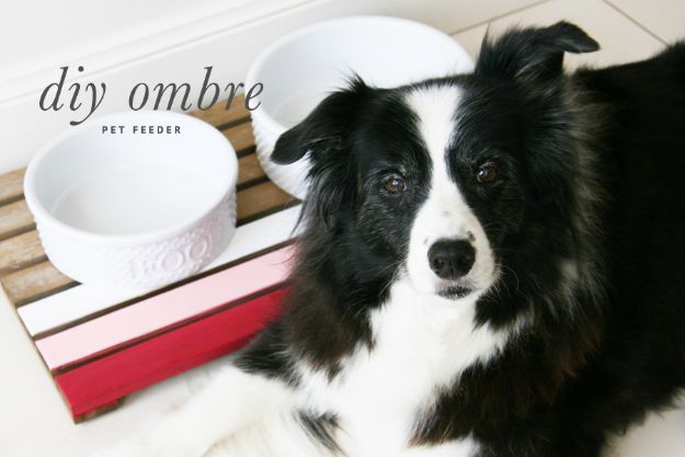 Diy Ombre Dog Feeder Pictures Photos And Images For Facebook