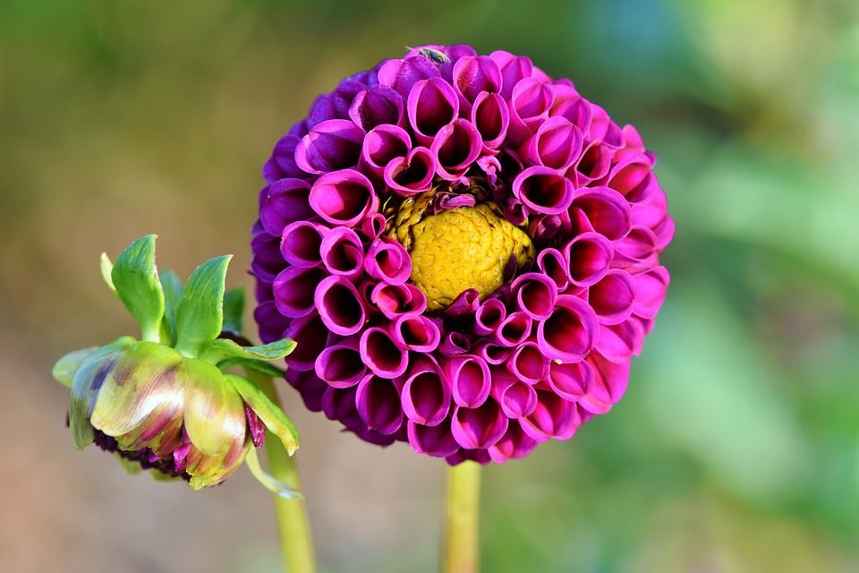 Purple Dahlia Pictures, Photos, and Images for Facebook, Tumblr