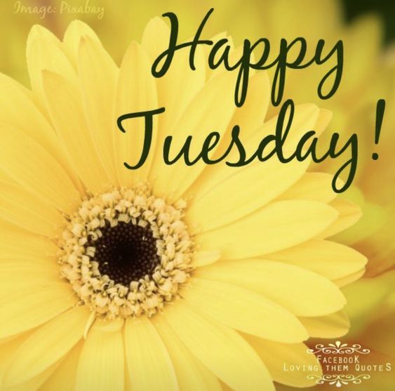 Sunflower Tuesday Pictures, Photos, and Images for Facebook, Tumblr