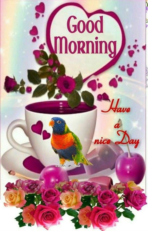 Parrot Heart Good Morning Image Pictures, Photos, and Images for Facebook, Tumblr, Pinterest