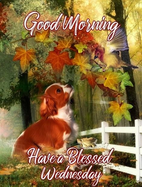 Puppy Good Morning, Have A Blessed Wednesday Pictures, Photos, and