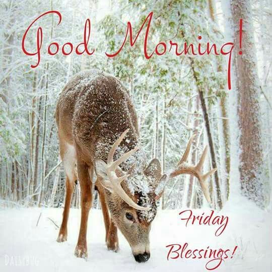 Deer Good Morning Friday Blessings Pictures, Photos, and Images for