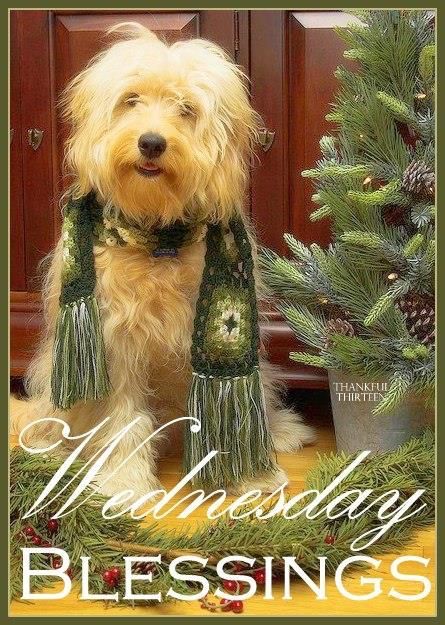 Holly Berry Puppy Wednesday Blessings Pictures, Photos, and Images for