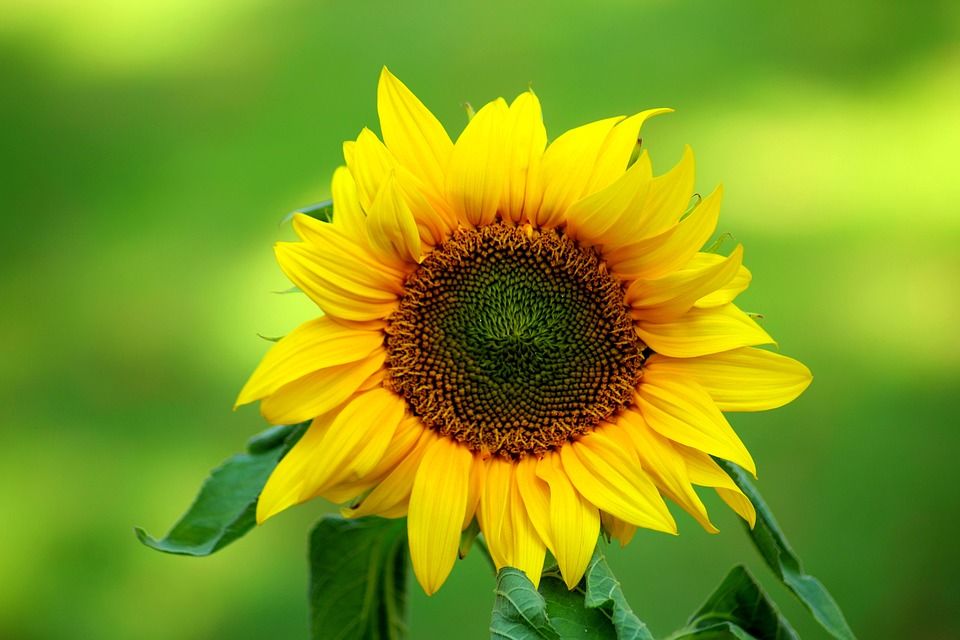 Beautiful Sunflower Pictures, Photos, and Images for Facebook, Tumblr