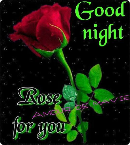 Rose For You Pictures, Photos, and Images for Facebook, Tumblr