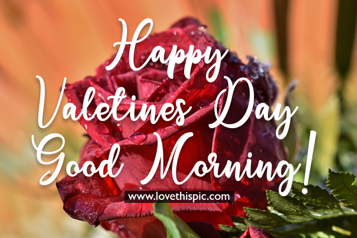 Blossom Happy Valentines Day Good Morning Pictures, Photos, and Images