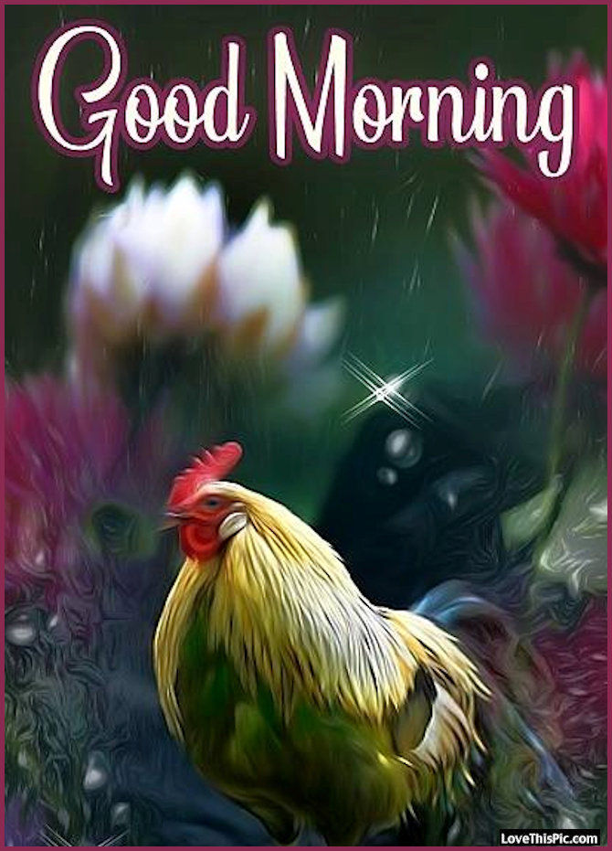 Rooster Morning Image Pictures, Photos, and Images for Facebook, Tumblr