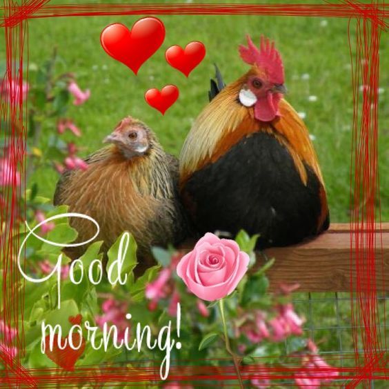 Rooster Morning Quote Pictures, Photos, and Images for Facebook, Tumblr