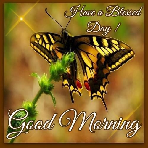 Butterfly Good Morning Blessing Pictures, Photos, and Images for Facebook, Tumblr, Pinterest