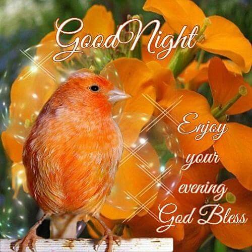 Enjoy Your Evening, Good Night Pictures, Photos, and Images for