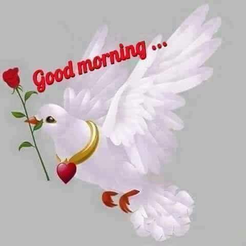 romantic dove good morning pictures photos and images for facebook tumblr pinterest and twitter lovethispic