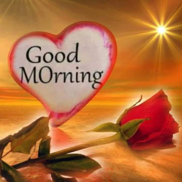 Single Rose Good Morning Pic Pictures, Photos, and Images for Facebook