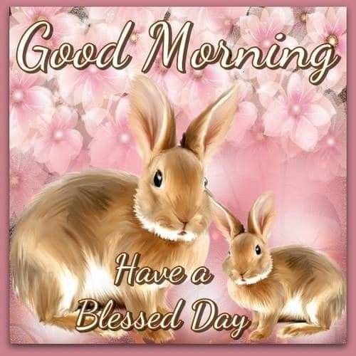 Bunny Good Morning Blessings Pictures, Photos, and Images for Facebook