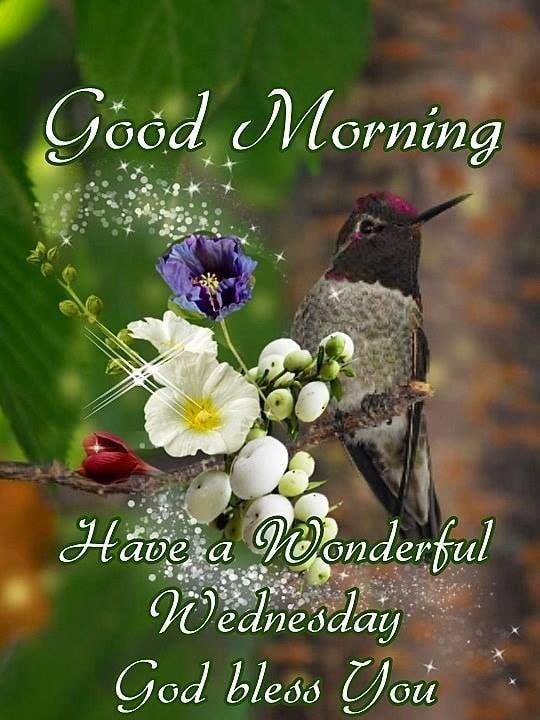 Humming Bird Good Morning Wonderful Wednesday Pictures, Photos, and