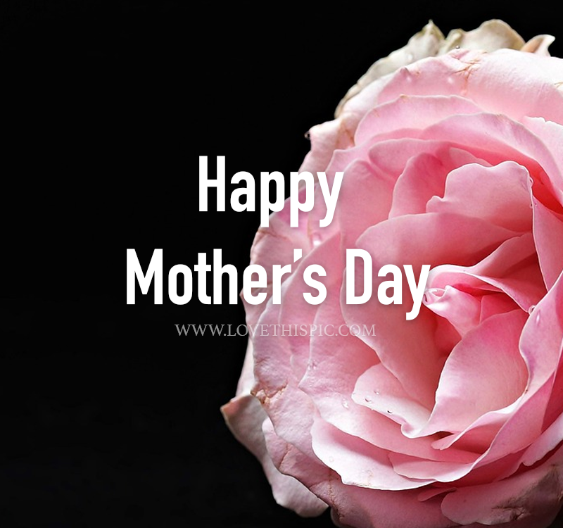 Single Pink Rose Happy Mother's Day Pictures, Photos, and Images for