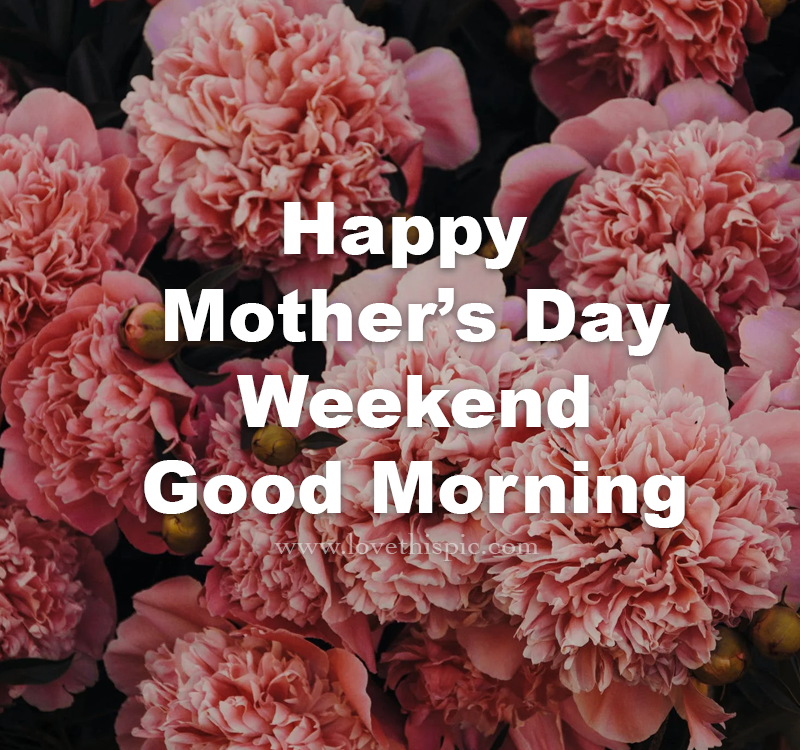 Pink Carnation Good Morning Happy Mother's Day Pictures, Photos, and Images for Facebook